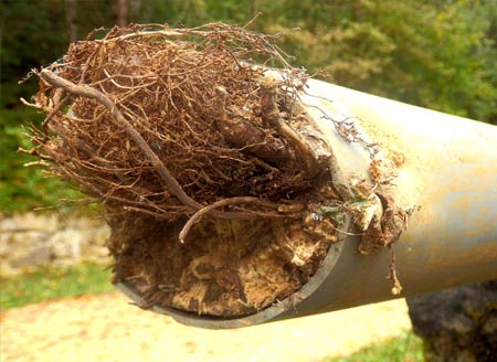 tree roots found inside the sewer line